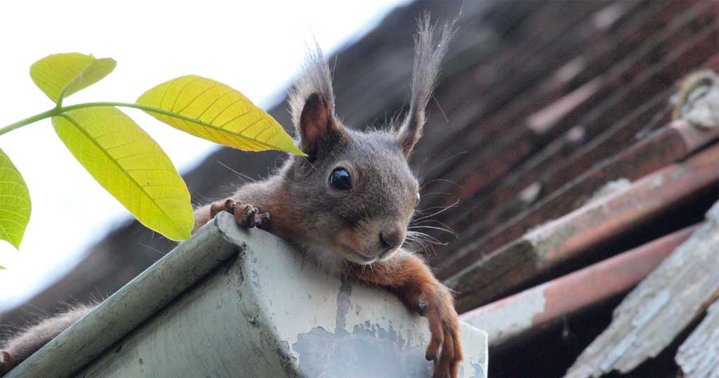 Squirrel