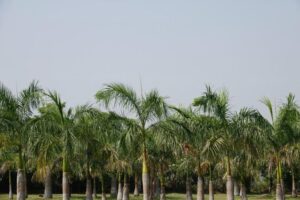 What Nutrients Do Palm Trees Need To Maintain Healthy Growth?