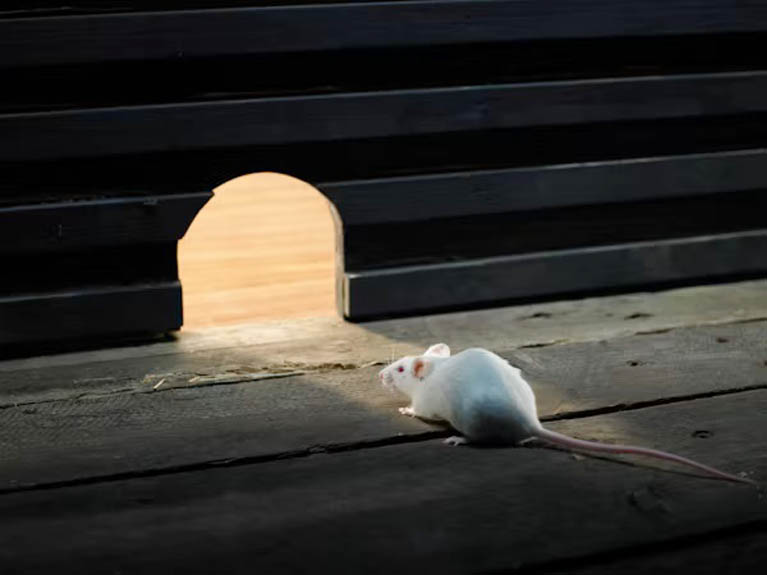 How A Rat And Mouse Exterminator Eliminates Nesting Harborages
