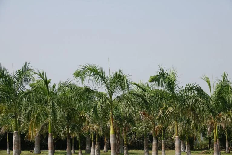 What Nutrients Do Palm Trees Need To Maintain Healthy Growth?